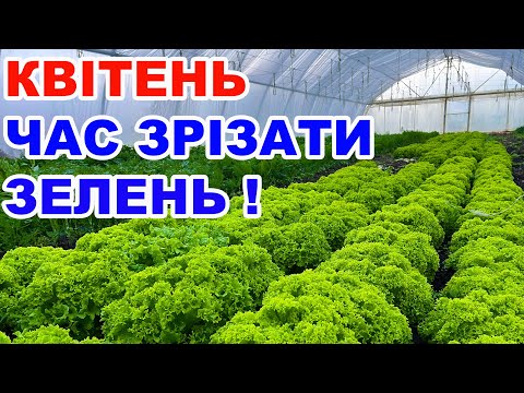 Видео: Вирощування зелені в теплиці . Петрушка , цибуля, салат та кріп