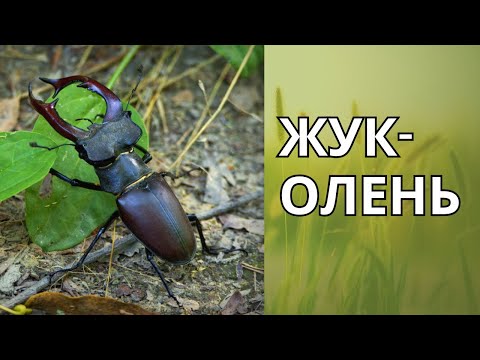Видео: Жук-Олень: Цікаві Факти про Рогача | Світ Комах