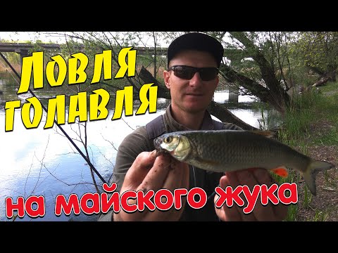 Видео: Ловля голавля на майского жука. Как ловить голавля на майского жука