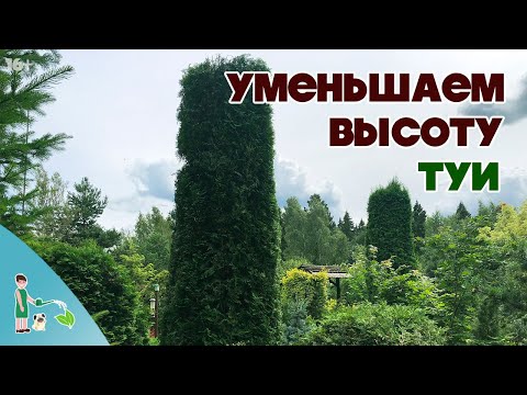 Видео: ТУИ | Уменьшаем высоту | Летняя формирующая обрезка