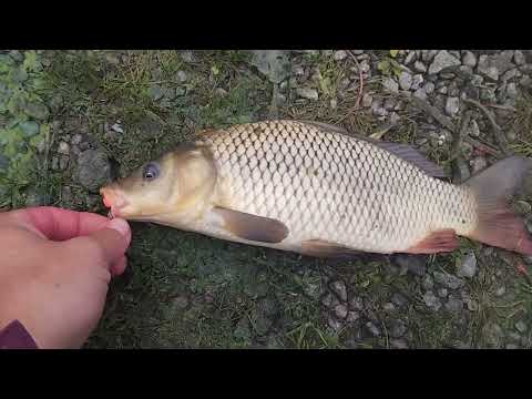 Видео: Ловля сазана і коропа на річці Псел.Tik-tak від BOUNTI працює завжди #bounty#риболовля#2022