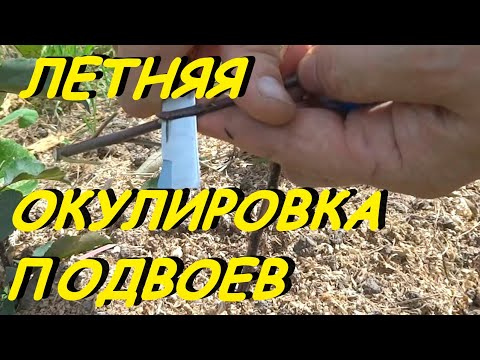 Видео: КАК СДЕЛАТЬ ЛЕТНЮЮ ОКУЛИРОВКУ ПОДВОЕВ?КЛОНОВЫХ ИЛИ СЕМЕННЫХ.