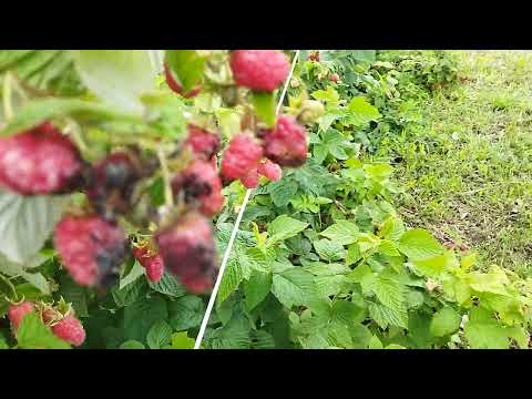 Видео: Для чего нужны шпалеры?