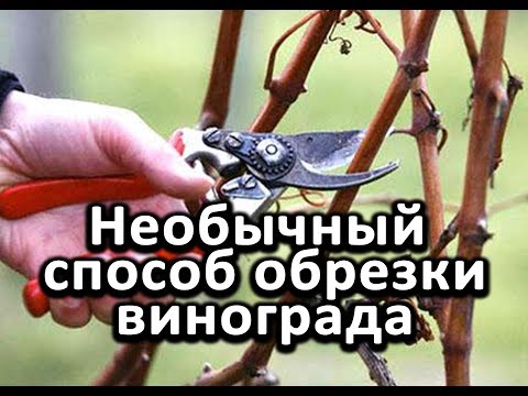 Видео: Необычный способ обрезки винограда. Результаты поражают! 30-летний опыт!