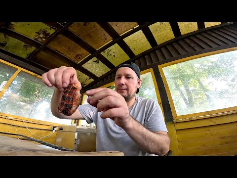Видео: Сложная работа закончена ! Можно теперь отдохнуть ! ХУТОР В ЛЕСУ №