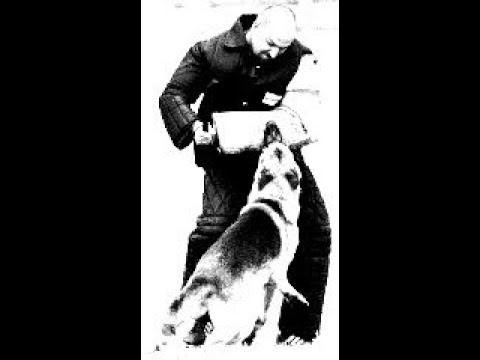 Видео: Теоретические основы дрессировки. Теория доминанты А.А. Ухтомского, часть 1-я