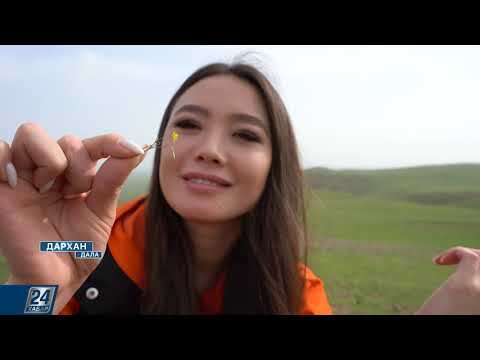 Видео: Қызғалдақтар І Дархан дала