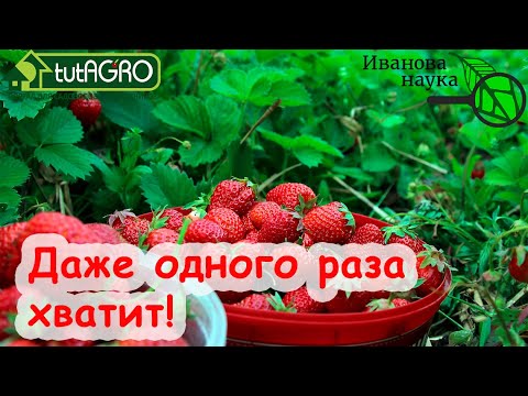 Видео: Очень мощная подкормка земляники для равномерно крупных ягод и... на вторую волну!