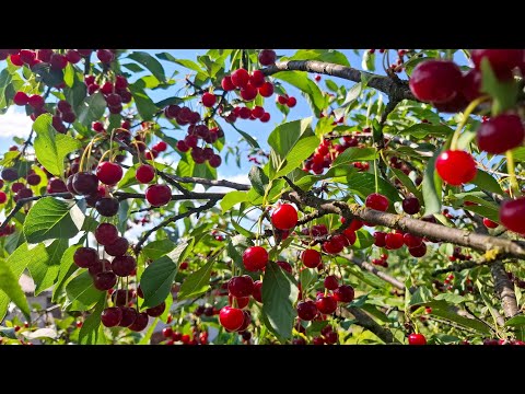 Видео: Бізнес на вишні в 2025.Ціна під 100 грн за кілограм