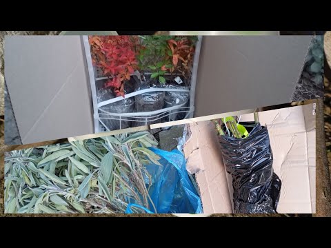 Видео: Прийшли два замовлення + нова шавлія🌿🎉Троянди🌹 Спірея🌸💮