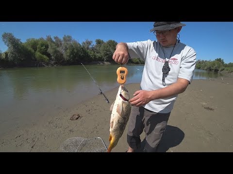 Видео: Дунчи 19.08.2019г. Низовье р.Каратал Алматинская область Казахстан