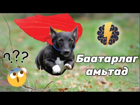 Видео: Амьтад хүний амь насыг аварсан 10 түүх - Баатарлаг амьтад