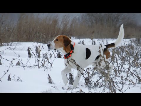 Видео: Охота на зайца с РПГ | Горький выстрел | Сезон зима 2024