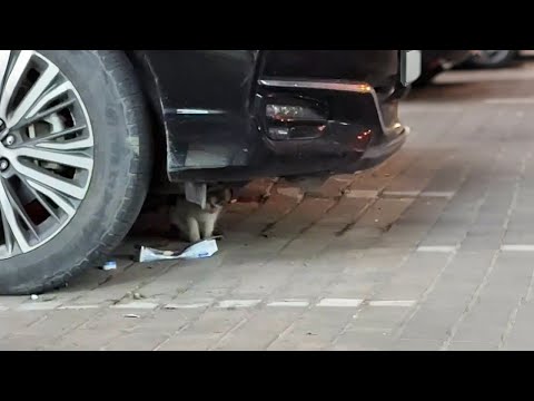 Видео: Кошка отчаянно кричала под машиной. Позже я понял, почему…