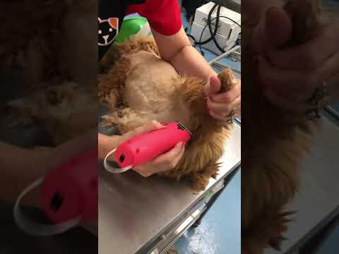 Видео: Отделка в виде льва