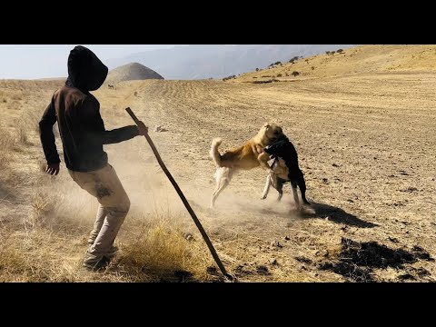 Видео: Аборигенные САО Таджикистана саги дахмарда Ходжи Джалола,  взаимодействия внутри стаи