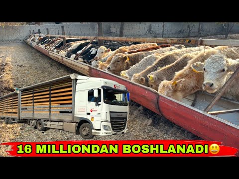 Видео: YANGI ARZONCHI 1 QO’L OPTOMCHINI TOPDIK✅✅✅14 ноября 2025 г.