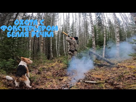 Видео: Охота с Фокстерьером на боровую дичь в Манской тайге. Красноярский край, Восточный Саян. 11.10.2022