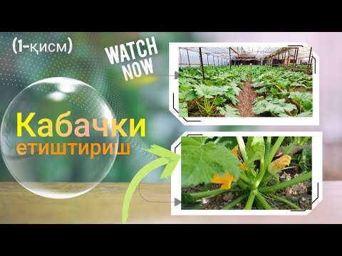 Видео: Кабачки етиштириш (1-қисм)
