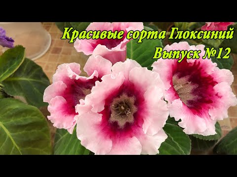 Видео: Цветущие сорта Глоксиний(Выпуск №12)