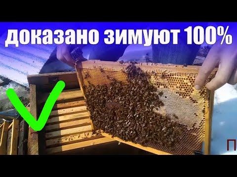 Видео: СЕКРЕТЫ ХОРОШЕЙ ЗИМОВКИ ПЧЕЛ