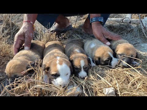 Видео: Спасение щенков Dreamtic | Спасение беспомощных щенков, застрявших глубоко в трещинах сухой почвы