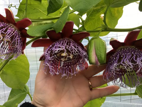 Видео: Выращиваем Пассифлору/Маракуйю. Passiflora edulis Инкарната и Quadrangularis