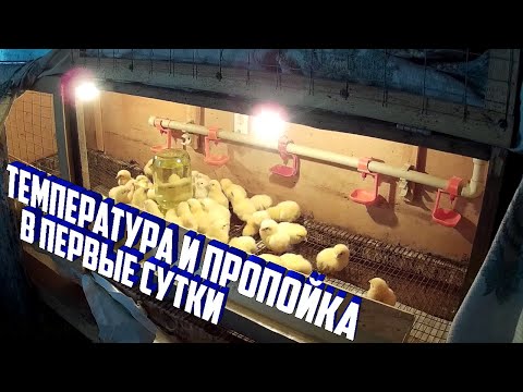 Видео: (ч.1)Температура в брудере и пропойка цыплят бройлера в первые сутки.