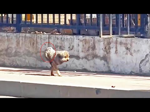 Видео: Брошенный, сломленный одинокий Виктор, храбрый идущий на двух ногах, разобьет вам сердце и вдохновит
