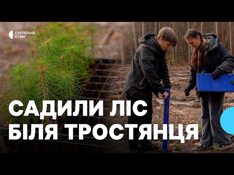 Видео: Сосна, дуб, ялина: як поблизу Тростянця висаджували ліс
