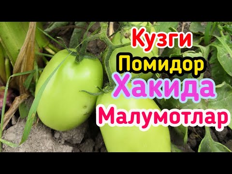 Видео: Очик майдонда кузги помидор йетиштириш
