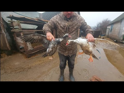 Видео: продажа уток и моя ветеринарная практика!