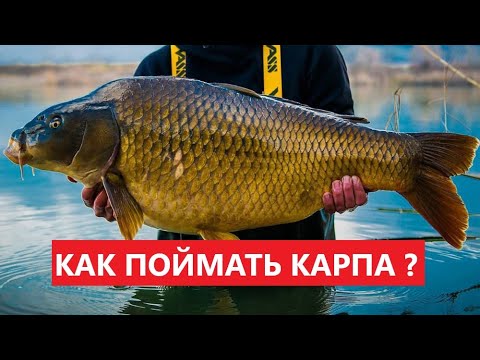 Видео: 🐠 КАК ПОЙМАТЬ КАРПА? ВСЕ СОВЕТЫ.