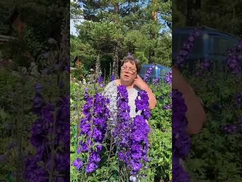 Видео: Уход за новозеландскими дельфиниумами