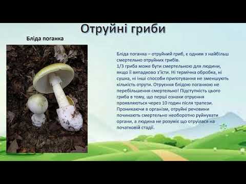 Видео: Я досліджую світ 2 клас НУШ Ми збирали урожай  Гриби та Рослини  Плоди та насіння