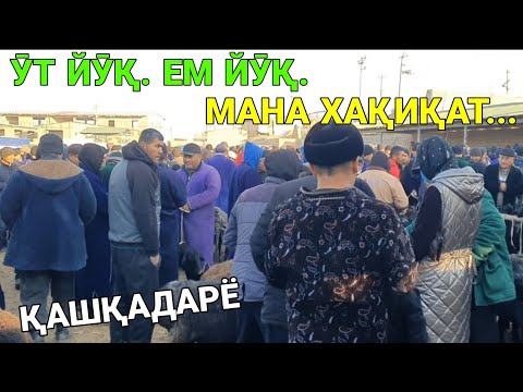 Видео: ӮТ ЙӮҚ, ЕМ ЙӮҚ. МАНА ХАҚИҚАТ. ҚӮЙ, ҚӮЧҚОР НАРХЛАРИ. 8-НОЯБР ҚАШҚАДАРЁ ҒУЗОР МОЛ БОЗОРИ. 2025-ЙИЛ.