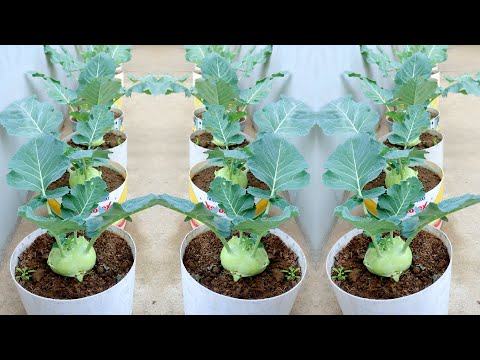 Видео: Выращивание кольраби на даче, выращивание кольраби в домашних условиях легко для новичков