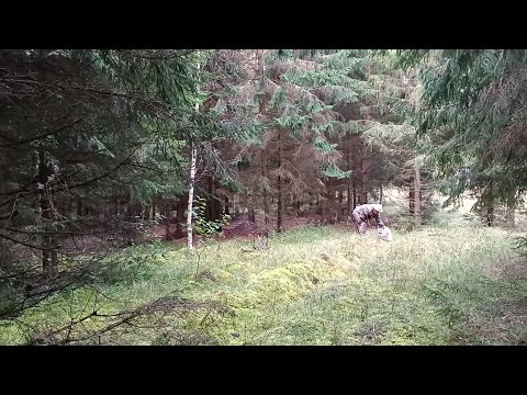 Видео: Ярославские грибы объявили нам бессрочную забастовку