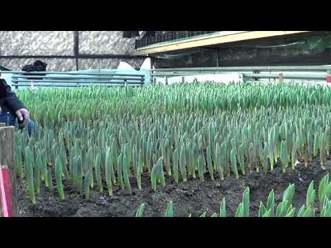 Видео: Выгонка тюльпанов. Теплицы наших клиентов 4