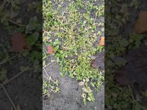 Видео: 31 октября,доброе утро.