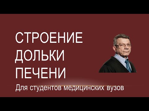 Видео: Строение дольки печени.