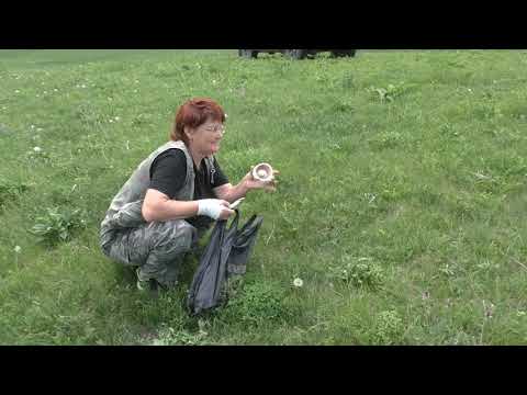 Видео: За грибаааами! Кегеты, Иссык-Ата.