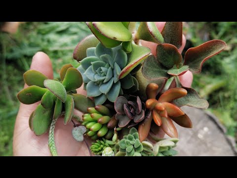 Видео: Наборы черенков суккулентов для создания мини садиков в наличии. Обзор.