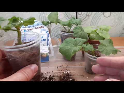 Видео: Пеларгония.Что добавляю при пересадке черенков и каким раствором поливаю.