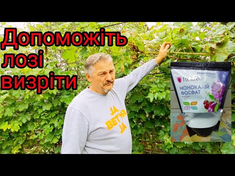 Видео: Допомогаємо виноградній лозі