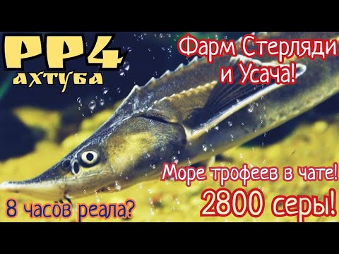 Видео: РР4. Ахтуба сегодня. Фарм и Раздача трофеев Стерляди в чате! 2800 серебра по итогу.