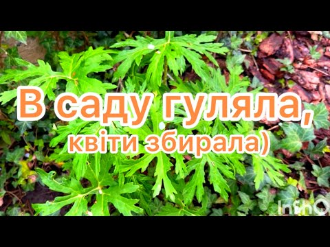 Видео: ДЕКОРАТИВНИЙ САД. РІЗНОМАНІТНІ РОСЛИНИ. 🧡🌿🇺🇦