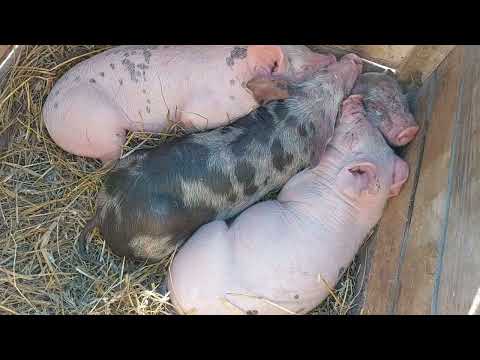 Видео: Ринок! Кури, качки, індики, свині, голуби,цесарки. Цікавого Всім перегляду!