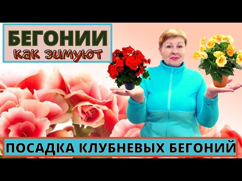 Видео: Как зимую БЕГОНИИ? Размножение черенками и посадка новых клубней