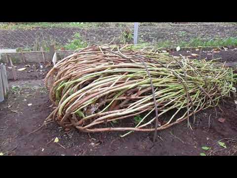 Видео: 19 10 17г  Укрываем гортензию крупнолистную